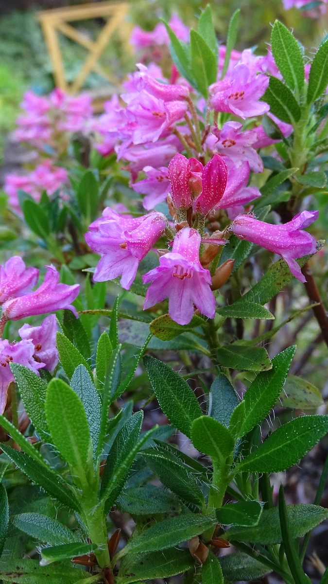 R. hirsutum